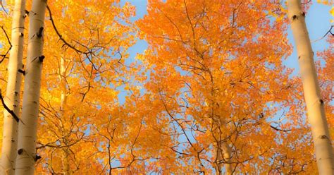 aspren sprout|How Aspens Grow